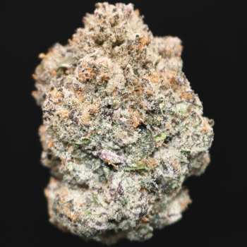 Bubble Gum