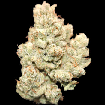 White Gorilla - ($200 Oz. Deal) 4 White Gorilla - ($200 Oz. Deal) - Image 2