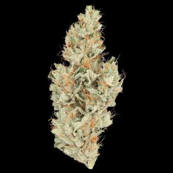 Heirbloom Legacy Flower - Master Kush 3.5G 5 Heirbloom Legacy Flower - Master Kush 3.5G 1