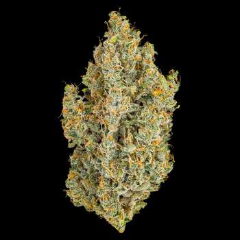 Heirbloom Legacy Flower - Super Silver Haze 3.5G 5 Heirbloom Legacy Flower - Super Silver Haze 3.5G 1
