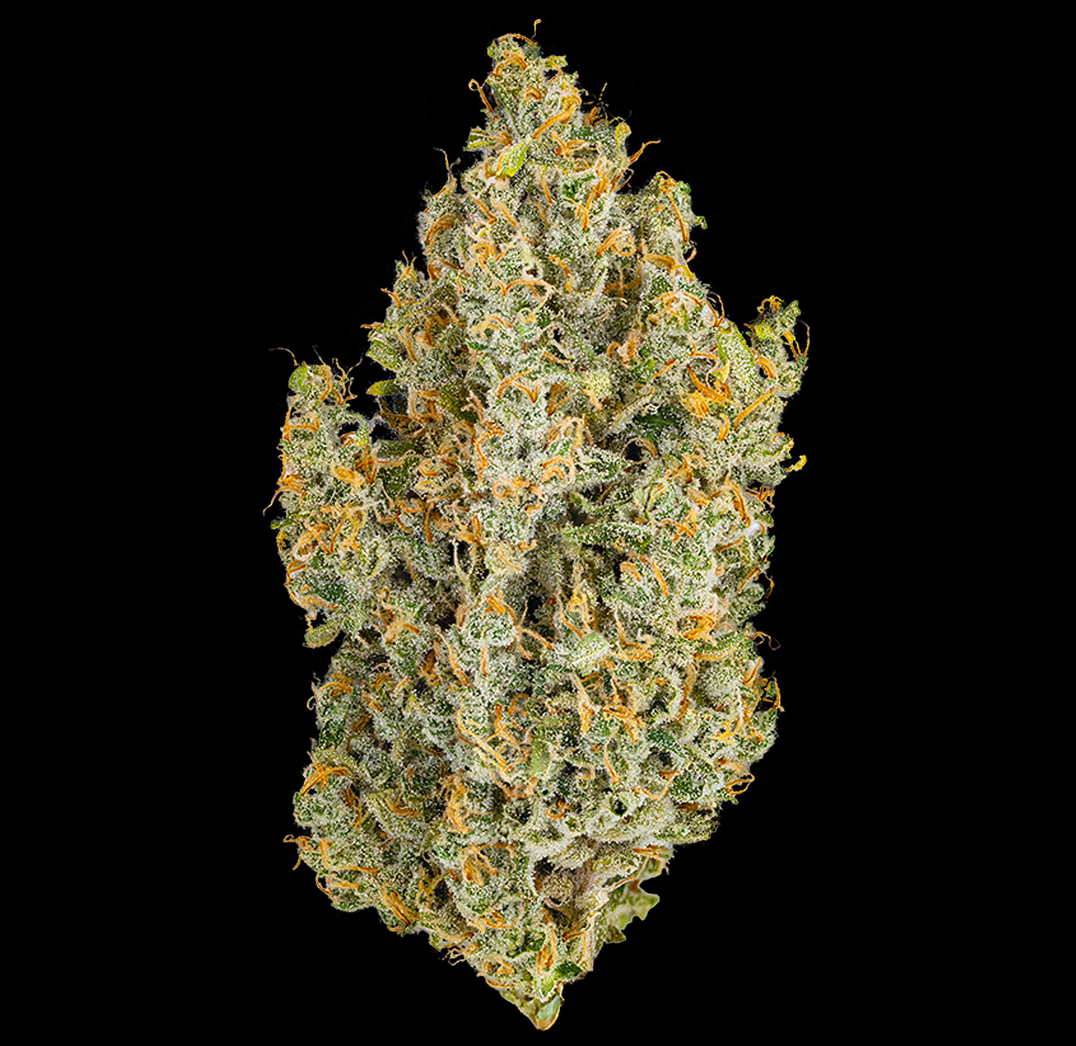 Heirbloom Legacy Flower - Super Silver Haze 3.5G 2 Heirbloom Legacy Flower - Super Silver Haze 3.5G - Image 2
