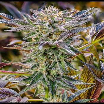 Cannabis