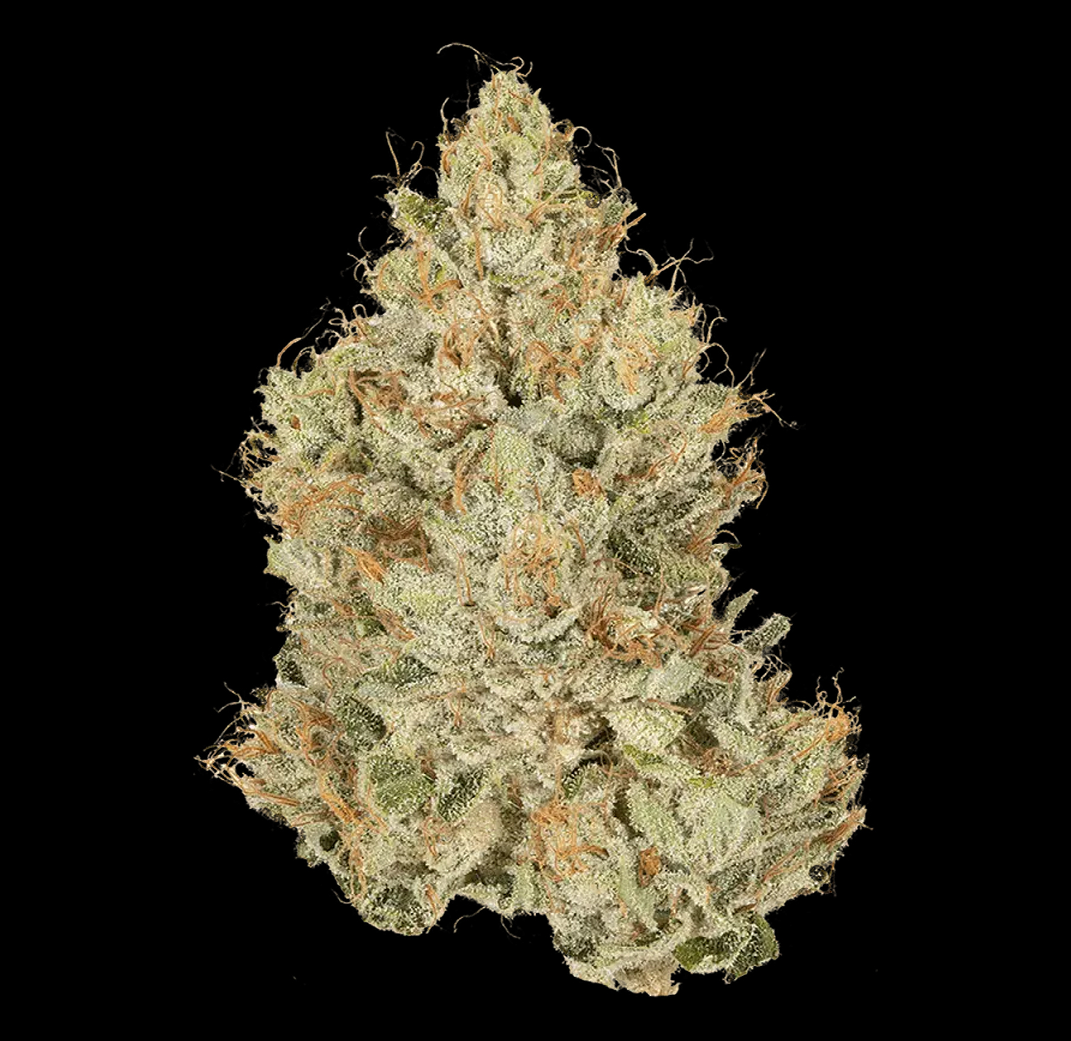 Cannabiotix – Red Eye OG Premium Flower 3.5G 2 Cannabiotix – Red Eye OG Premium Flower 3.5G - Image 2